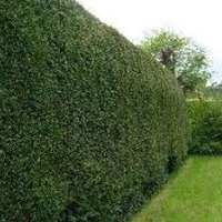 Plants: Hedge